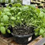 Como Cultivar Manjericao Em Vaso
