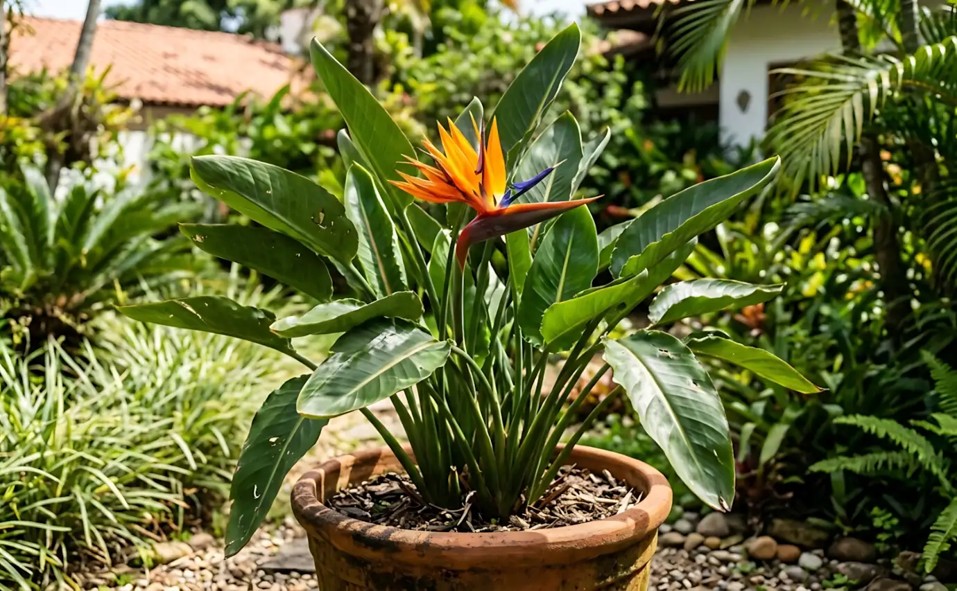 6 flores exóticas que crescem em vaso sem precisar de estufa no Brasil