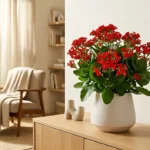 Kalanchoe Blossfeldiana